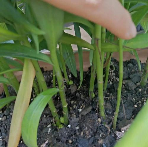 百合花的土壤和种植技巧（打造适合百合花的土壤）