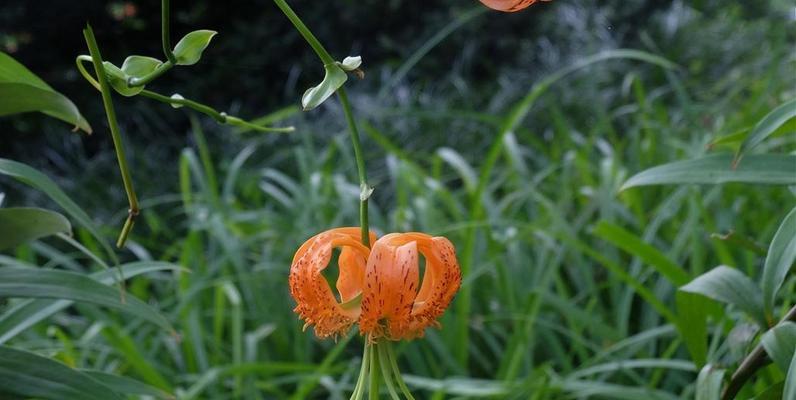 百合花开花期及注意事项（了解百合花开花期）