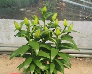 百合花的种植与护理（春季是百合花最佳种植时间）