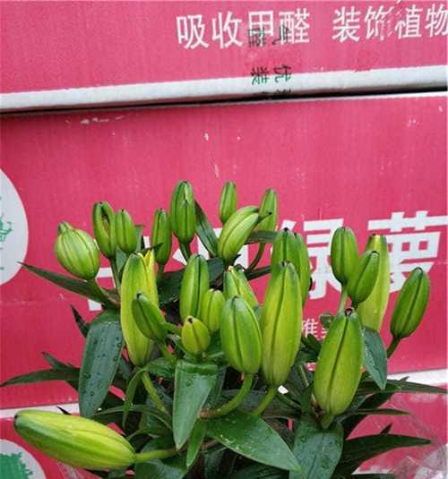 百合花种植的最佳时间（选择适合的季节）