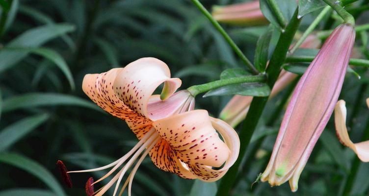 探秘百合花的五种主要颜色（了解百合花五色的花语和文化意义）