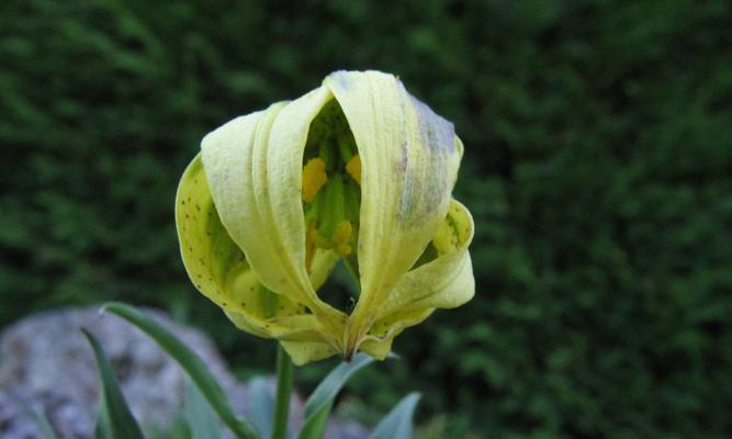 百合花是被子植物吗（探究百合花的分类地位和特征）