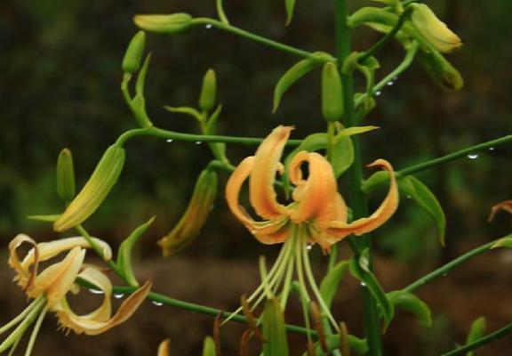 百合花是被子植物吗（探究百合花的分类地位和特征）