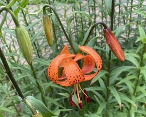 百合花的性别和生殖方式（雌雄同株的百合花与种子繁殖）