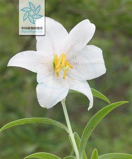 百合花的性别类型（探究百合花是单性花还是双性花）