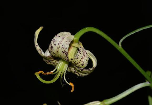 百合花到底是单性花还是双性花？