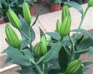 百合花是多年生植物（了解百合花的生命周期及特点）