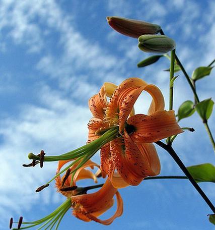 百合花，哪个国家的国花（从历史到文化）