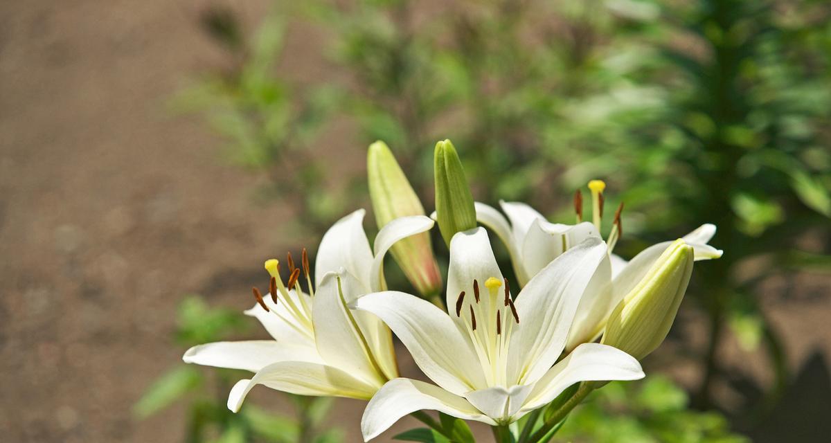 探究百合花的五种颜色及意义（探究百合花的五种颜色及意义）