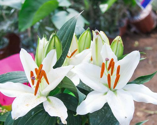 百合花开花时间及特点剖析（四季皆有花开）