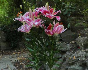 百合花的四季绚烂（四季开花的百合花）