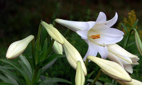 百合花不开花的原因（揭开百合花不开花的神秘面纱）