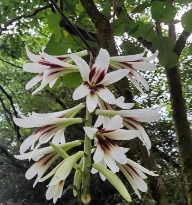 百合花的生态喜好与种植管理（探究百合花的生长环境及栽培技巧）