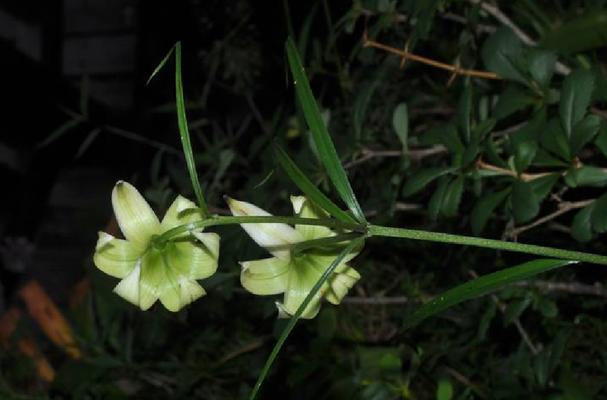 百合花叶子有毒吗（解读百合花的毒性及注意事项）