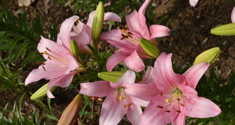 百合花色彩缤纷（探寻百合花的色彩奇妙世界）