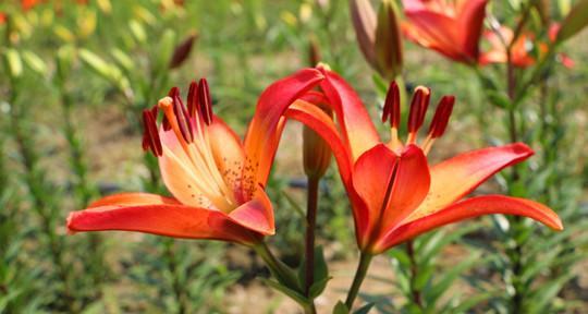 百合花色彩缤纷（探寻百合花的色彩奇妙世界）