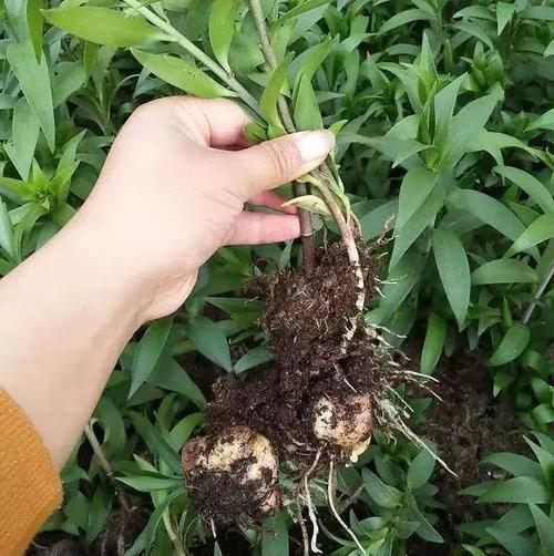 百合花幼苗的生长过程（从萌芽到成长）