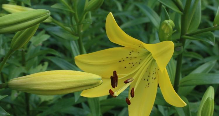 百合花的形态及特征（探究百合花的外观）