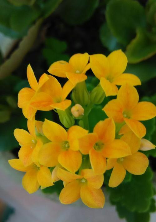 植物长寿花花语与生命的美好（传递希望与祝福）