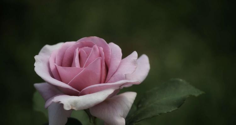 中国月季花语（探寻月季花的花语与象征意义）