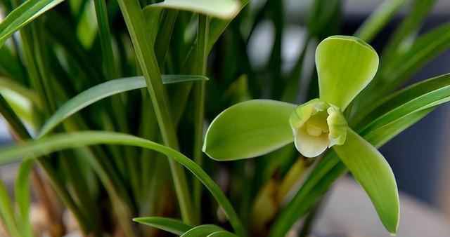 养兰花的技巧与要点（打造美丽芬芳的兰花之家）