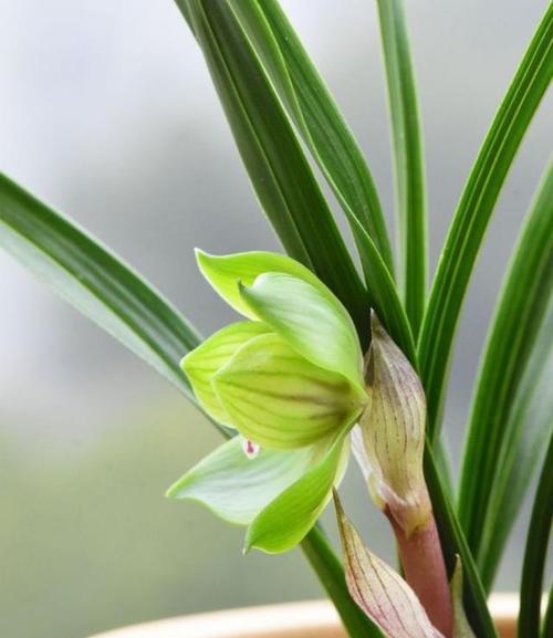 养兰花的技巧与要点（打造美丽芬芳的兰花之家）