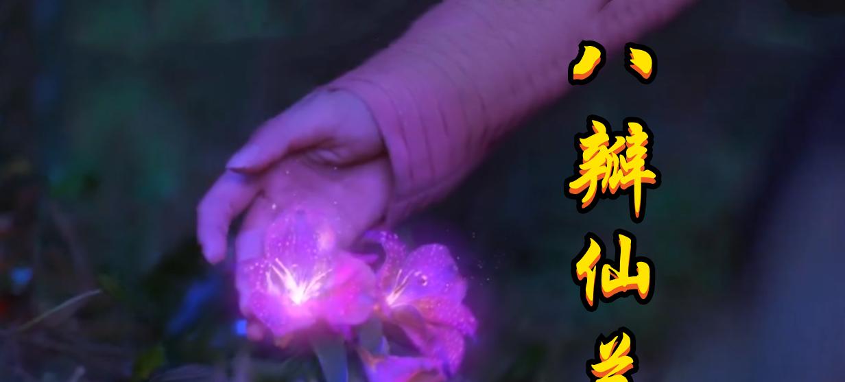 紫色野菊花的花语与意义（揭开紫色野菊花的神秘面纱）