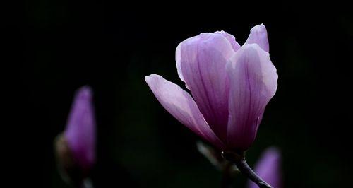 紫色玉兰花的花语与意义（探寻紫色玉兰花背后的心灵寄托）