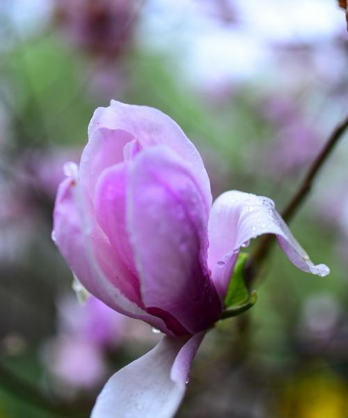 紫色玉兰花的花语与意义（探寻紫色玉兰花背后的心灵寄托）