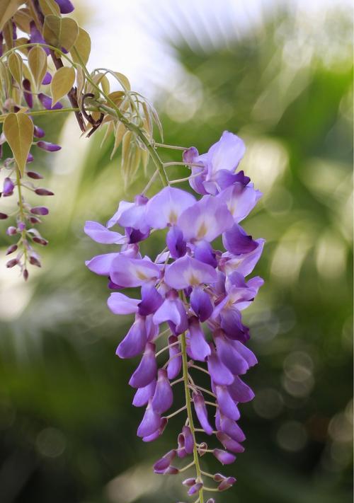 紫藤花的花语和香味（探寻紫藤花的花语和香味奥秘）