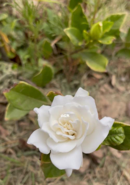 栀子花开放的象征意义（栀子花的花期及象征意义探究）