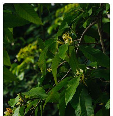 白兰花的花语与意义（揭秘白兰花的美丽谜底）