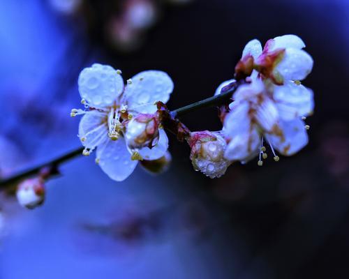 白梅花花语的启示（勇敢坚持）