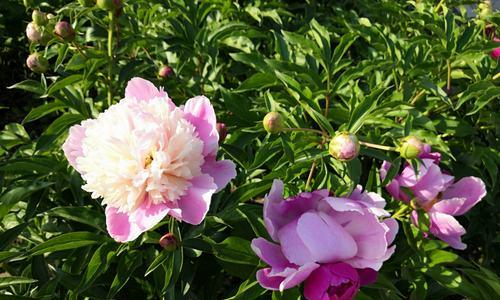 白芍花（传承千年的芳香之谜）