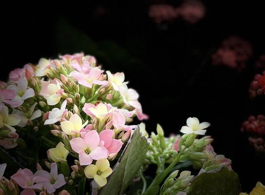 长寿花花语（以长寿花花语传达祝福与希望）