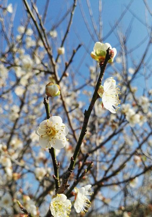 冬日梅花之美（冬天中盛开的梅花与坚韧的生命力）