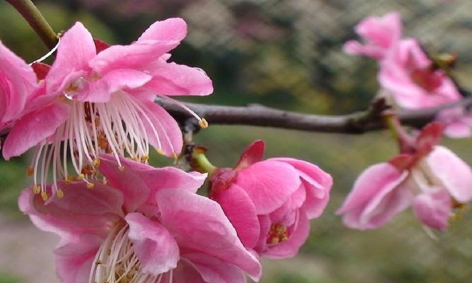 冬日梅花之美（冬天中盛开的梅花与坚韧的生命力）