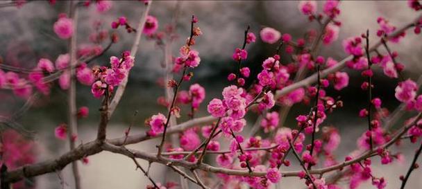 冬日梅花之美（冬天中盛开的梅花与坚韧的生命力）