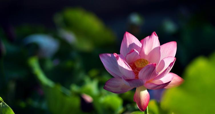 探秘以荷花网络的奥秘（揭开荷花网络的神秘面纱）