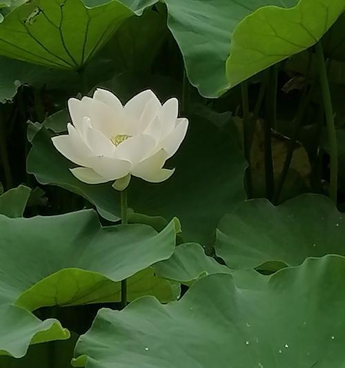 探秘以荷花网络的奥秘（揭开荷花网络的神秘面纱）