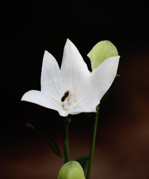 黑色花朵的神秘魅力（黑色花朵之美与寓意）