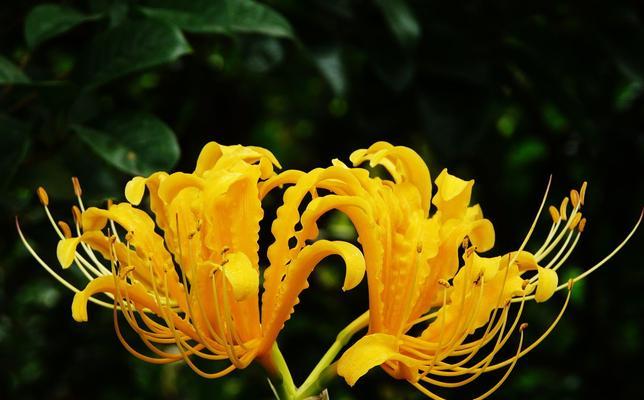 花草笑语（以花草忽地笑为主题的花语和传说）