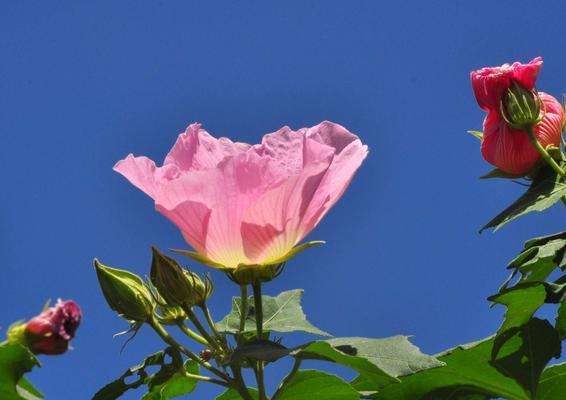 木芙蓉的花语（探索木芙蓉的含义与象征）