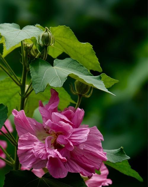 木芙蓉的花语（探索木芙蓉的含义与象征）