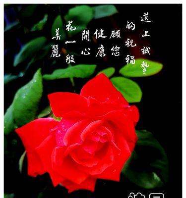 以兰花的花语最特别（探寻兰花的深意与神秘）