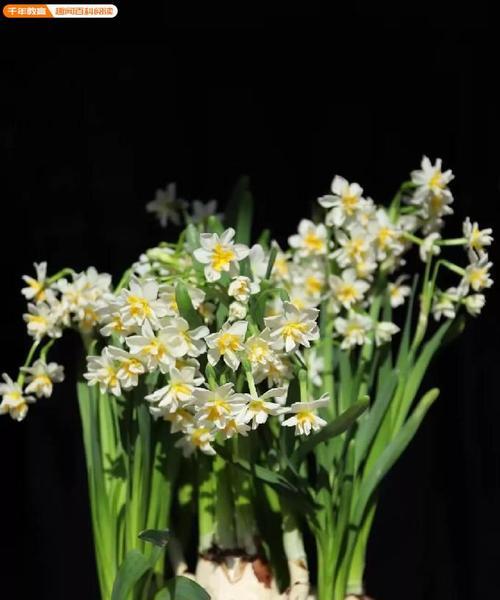 水仙花——美丽的花卉与深远的象征（探索水仙花的特点）