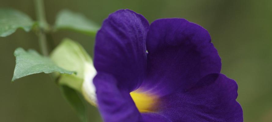 矮牵牛花的花语与寓意（探寻矮牵牛花的花语与美丽寓意）