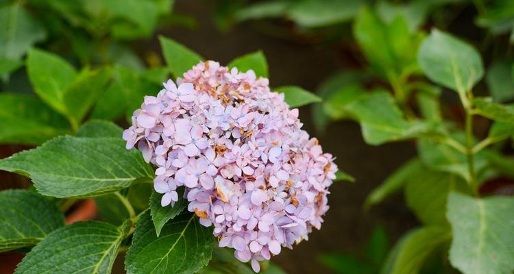 探索八仙花的花语之美（八仙花花语的启示）