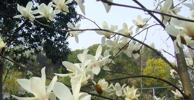 白兰花花语的深刻含义（解读白兰花的5个独特花语）