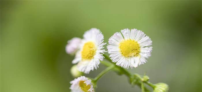 白色雏菊花的花语（纯洁）